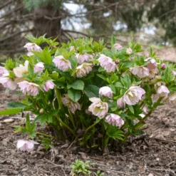 Wedding Party® 'Flower Girl' Lenten Rose (Helleborus) 7 Wedding Party® 'Flower Girl' Lenten Rose (Helleborus) -GREAT GARDEN PLANTS Helleborus FlowerGirl