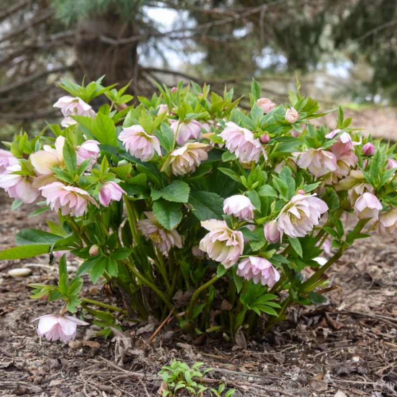 Wedding Party® 'Flower Girl' Lenten Rose (Helleborus) 4 Wedding Party® 'Flower Girl' Lenten Rose (Helleborus) - Image 4
