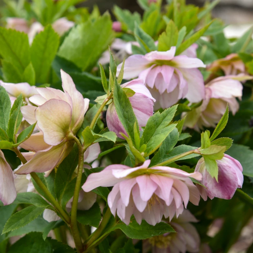 Wedding Party® 'Flower Girl' Lenten Rose (Helleborus) 2 Wedding Party® 'Flower Girl' Lenten Rose (Helleborus) - Image 2