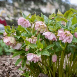 Wedding Party® 'Flower Girl' Lenten Rose (Helleborus) 6 Wedding Party® 'Flower Girl' Lenten Rose (Helleborus) -GREAT GARDEN PLANTS Helleborus FlowerGirl 3