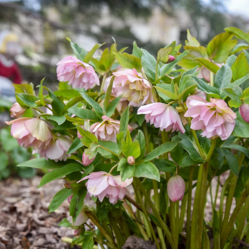 Wedding Party® 'Flower Girl' Lenten Rose (Helleborus) 3 Wedding Party® 'Flower Girl' Lenten Rose (Helleborus) - Image 3