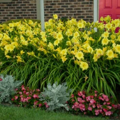 Rainbow Rhythm® 'Going Bananas' Daylily -GREAT GARDEN PLANTS Hemerocallis Going Bananas 2 P