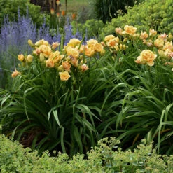 Rainbow Rhythm® 'Siloam Peony Display' Daylily -GREAT GARDEN PLANTS Hemerocallis Siloam Peony Display 4 P