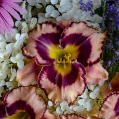 Rainbow Rhythm® 'Sound Of My Heart' Daylily -GREAT GARDEN PLANTS Hemerocallis Sound of My Heart 1 P