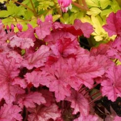 'Berry Smoothie' Coral Bells -GREAT GARDEN PLANTS Heuchera Berry Smoothie 3