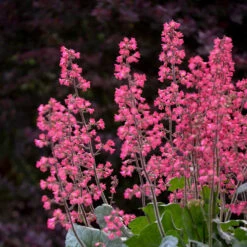 Dolce® 'Spearmint' Coral Bells 7 Dolce® 'Spearmint' Coral Bells -GREAT GARDEN PLANTS Heuchera Dolce Spearmint 1 P