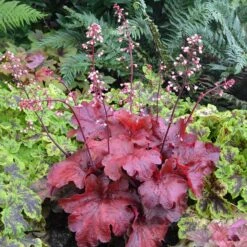 'Fire Alarm' Coral Bells -GREAT GARDEN PLANTS Heuchera Fire Alarm 1 P 350cde67 c50e 4b90 ab98 8190365a9f1f sw