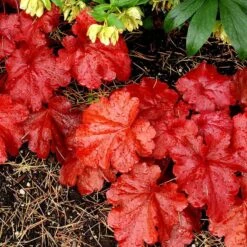 'Fire Alarm' Coral Bells -GREAT GARDEN PLANTS Heuchera Fire Alarm 4 P sw
