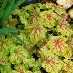 'Red Lightning' Coral Bells -GREAT GARDEN PLANTS Heuchera Red Lightning 3 P