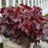 Dolce® 'Cherry Truffles' Coral Bells