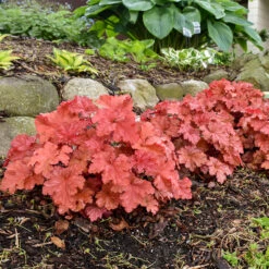 Primo® 'Peachberry Ice' Coral Bells -GREAT GARDEN PLANTS Heuchera Peachberry Ice 3 P