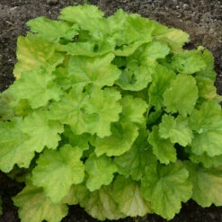 Primo® 'Pretty Pistachio' Coral Bells -GREAT GARDEN PLANTS Heuchera Pretty Pistachio 3 P