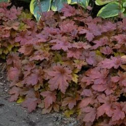 Fun And Games® 'Hopscotch' Foamy Bells -GREAT GARDEN PLANTS Heucherella Hopscotch 3 P sw