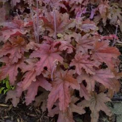 Fun And Games® 'Red Rover' Foamy Bells -GREAT GARDEN PLANTS Heucherella Red Rover 2 P sw