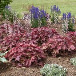 Fun And Games® 'Red Rover' Foamy Bells -GREAT GARDEN PLANTS Heucherella Red Rover 4 P sw
