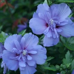 Blue Chiffon® Rose Of Sharon -GREAT GARDEN PLANTS Hibiscus Blue Chiffon 3 P 1894c01e 5a60 49a2 9add a39d29ea2741 sw