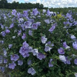 Blue Chiffon® Rose Of Sharon -GREAT GARDEN PLANTS Hibiscus Blue Chiffon 4 P 99a950d6 76a0 4bac bce5 2a964bca78bc sw