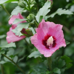 Lil' Kim® Red Rose Of Sharon -GREAT GARDEN PLANTS Hibiscus Lil Kim Red 1