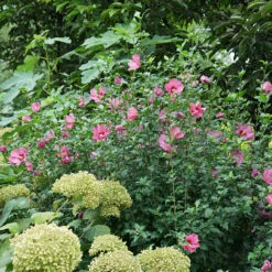 Lil' Kim® Red Rose Of Sharon -GREAT GARDEN PLANTS Hibiscus Lil Kim Red 4