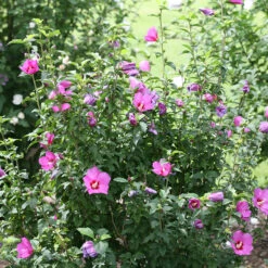 Lil' Kim® Violet Rose Of Sharon -GREAT GARDEN PLANTS Hibiscus Lil Kim Violet 3