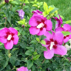 Lil' Kim® Violet Rose Of Sharon -GREAT GARDEN PLANTS Hibiscus Lil Kim Violet 4