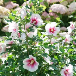 Paraplu Pink Ink® Rose Of Sharon