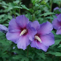 Paraplu Violet® Rose Of Sharon -GREAT GARDEN PLANTS Hibiscus Paraplu Violet 3
