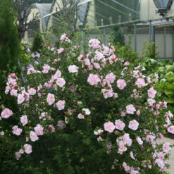 Pink Chiffon® Rose Of Sharon -GREAT GARDEN PLANTS Hibiscus Pink Chiffon 2 P