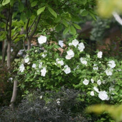 White Chiffon® Rose Of Sharon 8 White Chiffon® Rose Of Sharon -GREAT GARDEN PLANTS Hibiscus White Chiffon 3 P