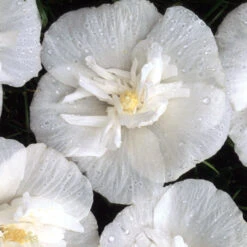 White Chiffon® Rose Of Sharon 9 White Chiffon® Rose Of Sharon -GREAT GARDEN PLANTS Hibiscus White Chiffon 4 P