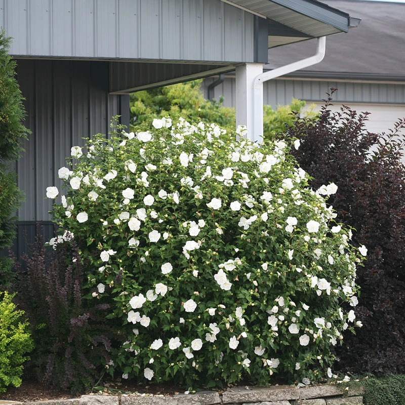 White Chiffon® Rose Of Sharon 5 White Chiffon® Rose Of Sharon - Image 5