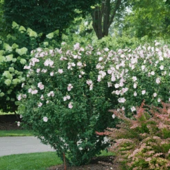 Pink Chiffon® Rose Of Sharon -GREAT GARDEN PLANTS HibiscusPinkChiffonDSC08280 800x800 e1172b5