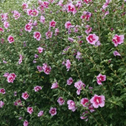 Purple Pillar® Rose Of Sharon -GREAT GARDEN PLANTS HibiscusPurplePillarP1239242 800x800 ef37e54