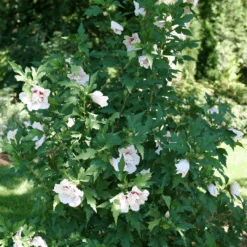 Starblast Chiffon™ Rose Of Sharon -GREAT GARDEN PLANTS HibiscusStarblastChiffonP1218090 1080x1080 5fa52ec