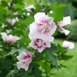 Starblast Chiffon™ Rose Of Sharon -GREAT GARDEN PLANTS HibiscusStarblastChiffonP1228655 1080x1080 fa86a44