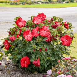 Summerific® 'Garnet Globes' Perennial Hibiscus -GREAT GARDEN PLANTS Hibiscus Garnet Globes 1
