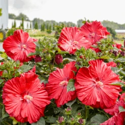 Summerific® 'Garnet Globes' Perennial Hibiscus