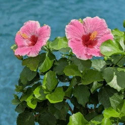 Hollywood Hibiscus™ America's Sweetheart™ Tropical Hibiscus -GREAT GARDEN PLANTS Hibiscusrosa sinensisHollywoodAmericasSweetheartPool4 800x800 827728e