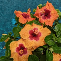 Hollywood Hibiscus™ Disco Diva™ Tropical Hibiscus -GREAT GARDEN PLANTS Hibiscusrosa sinensisHollywoodDiscoDivaPool4 800x800 5f2eceb