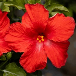 Hollywood Hibiscus™ First To Arrive™ Tropical Hibiscus -GREAT GARDEN PLANTS Hibiscusrosa sinensisHollywoodFirsttoArrive 3 800x800 5c74ca4