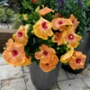 Hollywood Hibiscus™ Gold Digger™ Tropical Hibiscus