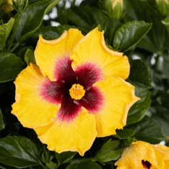 Hollywood Hibiscus™ Rico Suave™ Tropical Hibiscus -GREAT GARDEN PLANTS Hibiscusrosa sinensisHollywoodRicoSuave2 800x800 40b2600