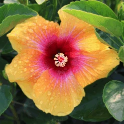 Hollywood Hibiscus™ Social Butterfly™ Tropical Hibiscus -GREAT GARDEN PLANTS Hibiscusrosa sinensisHollywoodSocialButterfly 4 800x800 ed5cb0c