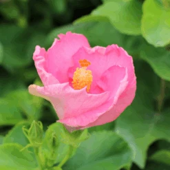 Hollywood Hibiscus™ Talk Of The Town™ Tropical Hibiscus -GREAT GARDEN PLANTS Hibiscusrosa sinensisHollywoodTrophyWife 5 800x800 233ad20