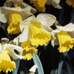 'Holland Sensation' Trumpet Daffodil (Narcissus)