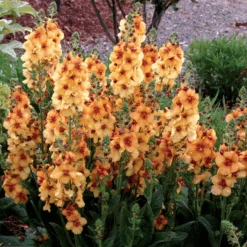 'Honey Dijon' Mullein (Verbascum)