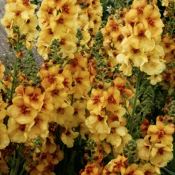 'Honey Dijon' Mullein (Verbascum) -GREAT GARDEN PLANTS HoneyDijon Mullein Verbascum 2