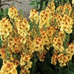'Honey Dijon' Mullein (Verbascum) -GREAT GARDEN PLANTS HoneyDijon Mullein Verbascum 3