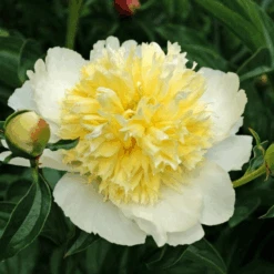 'Honey Gold' Garden Peony (Paeonia)