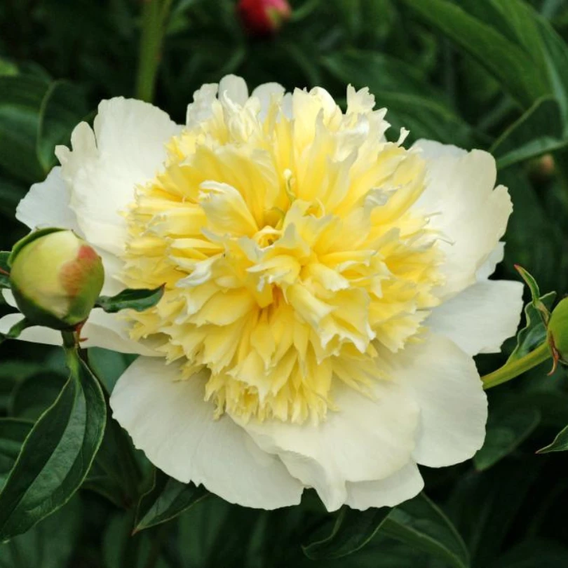 'Honey Gold' Garden Peony (Paeonia) 1 'Honey Gold' Garden Peony (Paeonia)